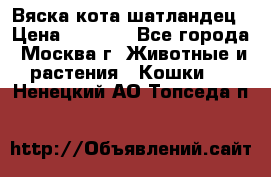 Вяска кота шатландец › Цена ­ 1 000 - Все города, Москва г. Животные и растения » Кошки   . Ненецкий АО,Топседа п.